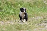 BORDER COLLIE 666